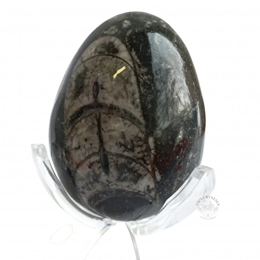 ORTHOCERAS vejce 5,5-6cm